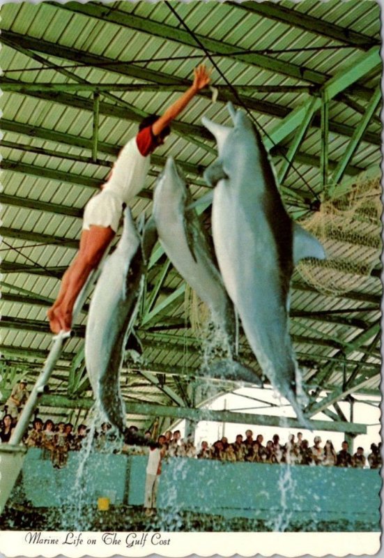 2~4X6 Postcards GULFPORT, MS Mississippi  MARINE LIFE  Animal Park~Dolphin Show