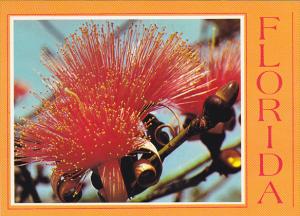 Florida Flowers Powder Puff Tree in Bloom