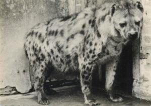 Photo Postcards Animals wolves wolf  hyena jackal x 4