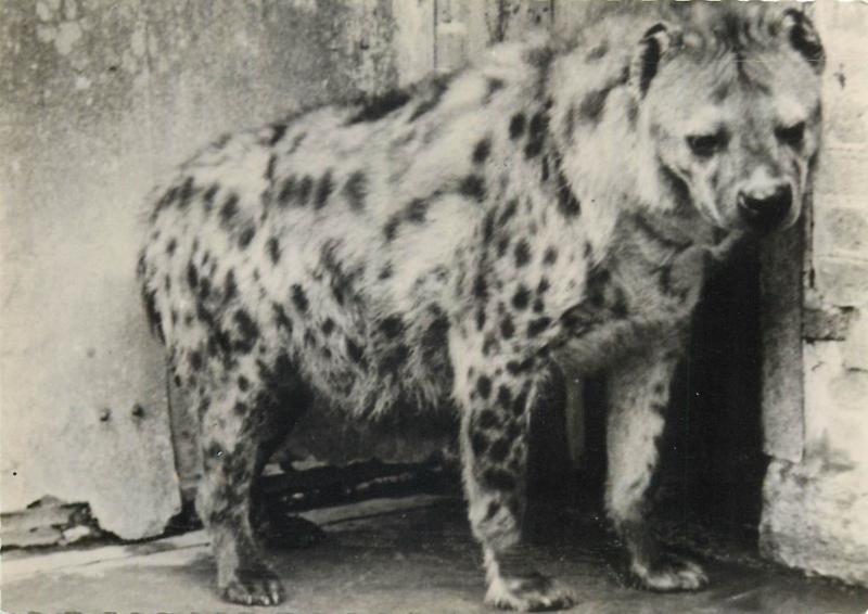 Photo Postcards Animals wolves wolf  hyena jackal x 4