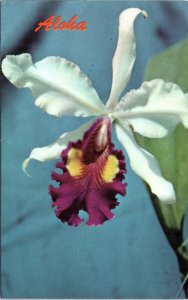 Postcard Aloha - Hawaii Catteleya Orchid