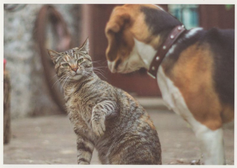 Cheeky Cat Batting Dogs Noise Walking Animal Cute Postcard