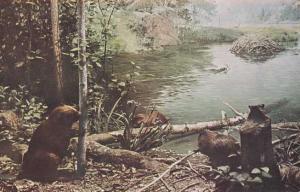 American Beaver Exhibit - Chicago Illinois Natural History Museum