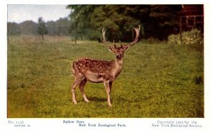 Fallow Deer