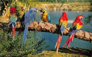Trained parrots at Busch Gardens Tampa, Florida