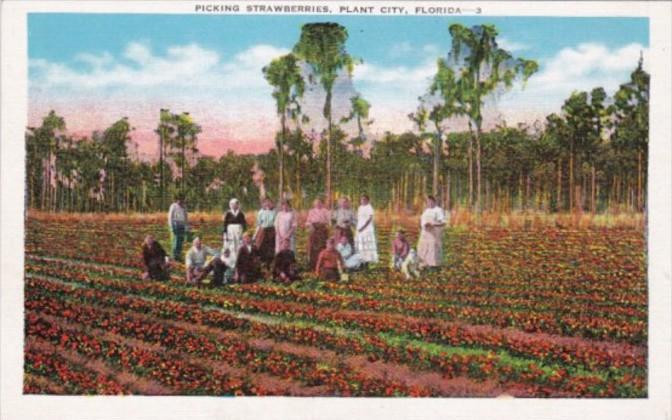 Picking Strawberries Plant City Florida