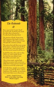 Vintage Postcard Redwoods Northern Hemisphere Sequoia Sempervirens California CA