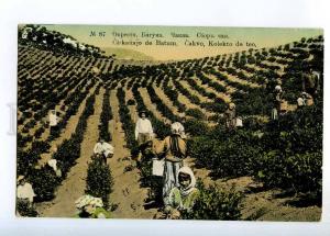 236648 Georgia BATUM Chakva Tea gathering Vintage RPPC Strelna