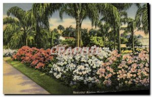 Old Postcard Beautiful Azalea garden and palms in Florida