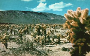 Vintage Postcard Jumping Cholla Picturesque Cactus Garden Pinto Basin Calif. CA