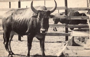 Oklahoma Afton The Amazing Brahmalo At The K Buffalo Ranch 1953