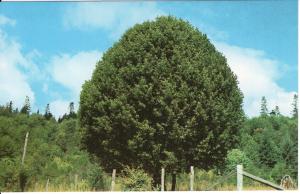 US    PC1386  OREGON MYRTLE TREES