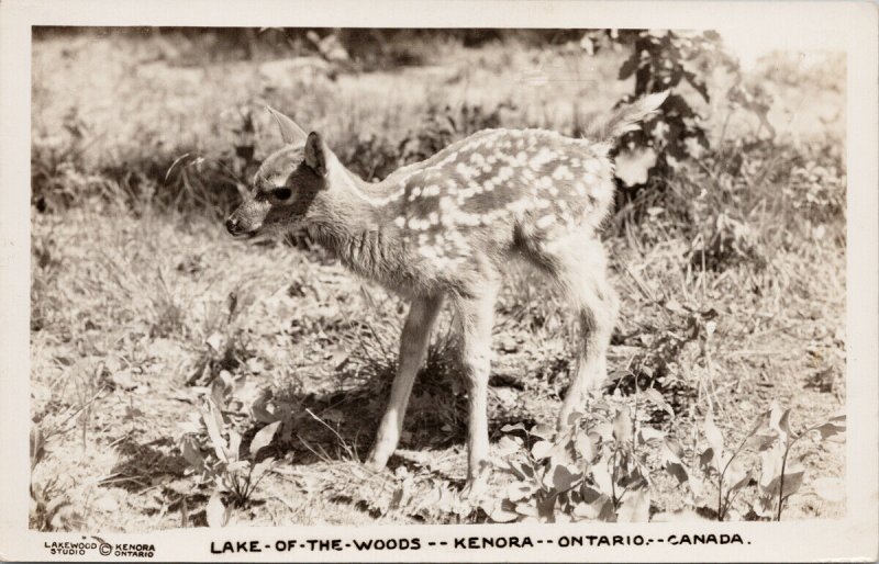 Lake Of The Woods Kenora Ontario Deer Fawn Lakewood Studio RPPC Postcard E97 