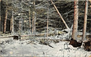 Rangeley Maine 1906 Postcard Bear Hunter Scene Near Rangely Lake House