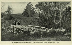 new zealand, Droving Sheep, Home of the Finest Lamb of the World (1930s)