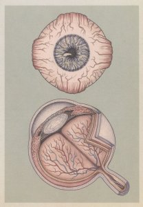 Human Eye & Retina Muscles Human Anatomy Morbid Postcard