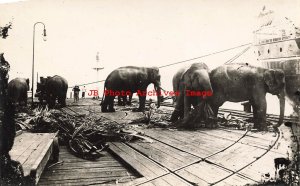 Asian Elephants, RPPC, Feeding on the Work Docks