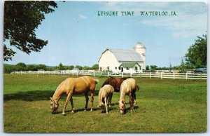 M-60781 Palomino Mare and Colts Leisure Time Waterloo Iowa