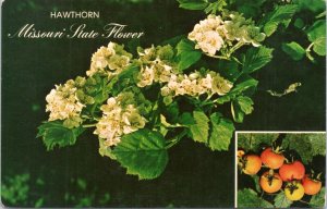 Postcard MO Missouri State Flower - Hawthorn