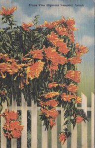 Florida Flowers The Flame Vine 1951 Curteich