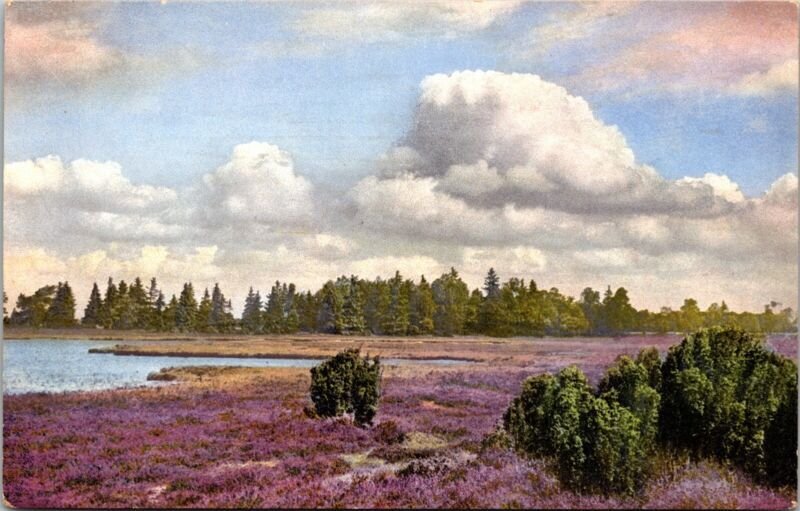 Scenic American Countryside Flowered Landscape Forest DB WOB Postcard