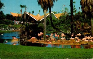 Florida Tampa Busch Gardens Nesting Flamingos 1977