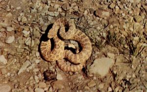 Prairie Rattlesnake 