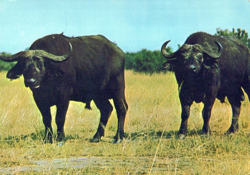 VINTAGE CONTINENTAL SIZE POSTCARD BUFFALO WILD LIFE FROM EAST AFRICA UGANDA 1970 