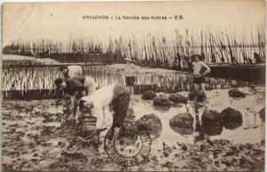 CPA ARCACHON-La Récolte des Huitres (27684)