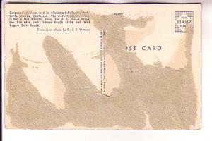 Geranium Bed, Santa Monica, California,