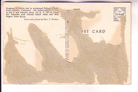 Geranium Bed, Santa Monica, California,