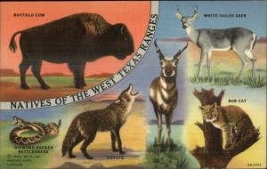 Animals Natives of West Texas Ranges COLORFUL LINEN Snake Buffalo Bob-Cat