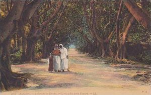 Alger Jardin D´Essai L´Allee Des Ficus