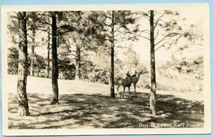 UT - Kaibab National Forest, Deer  *RPPC