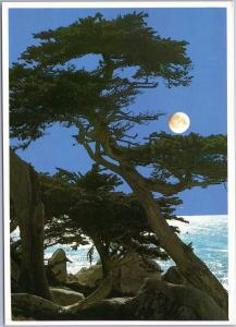 Monterey Cypress Tree with Moon