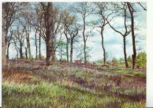 Leicestershire Postcard - Bluebells in The Outwoods - Nanpantan - Ref 12544A