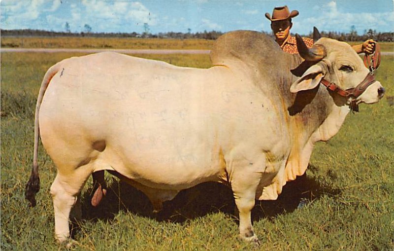 Grand Champion Brahman Bull Florida, USA Cow Unused 