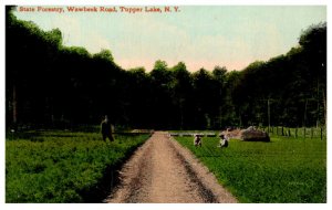 New York  Tupper Lake  State Forestry Wawbeek Road