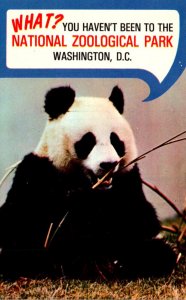 Washington D C National Zoological Park Ling Ling Female Giant Panda