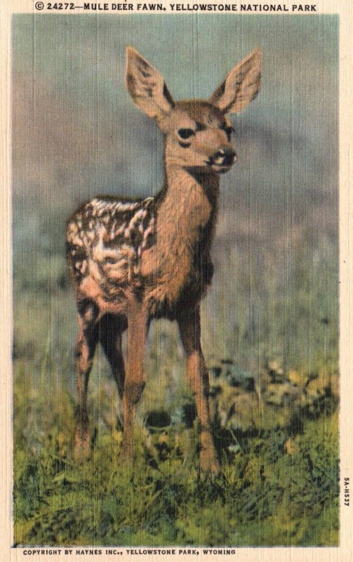 Deer