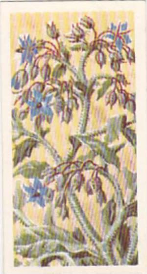 Brooke Bond Tea Trade Card Wild Flowers No 17 Borage