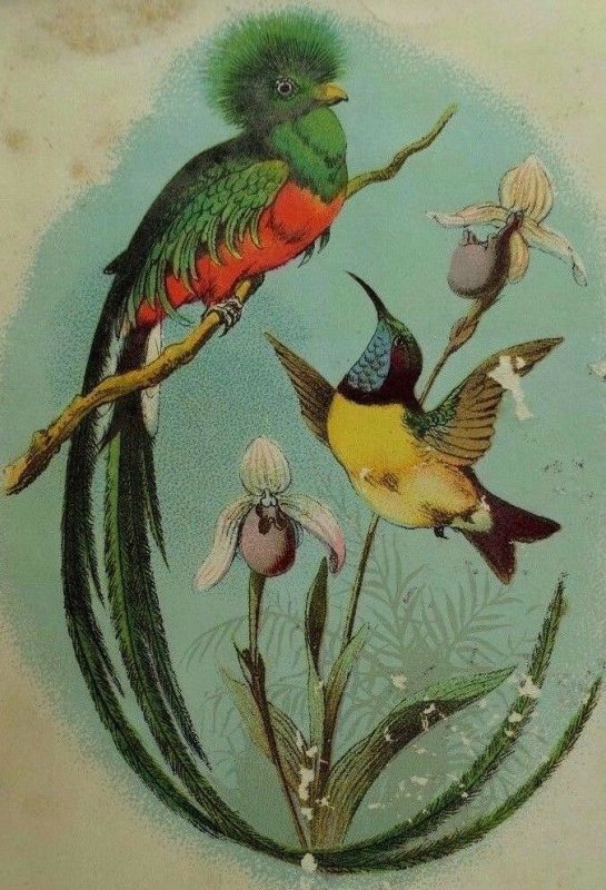 1870's-80's Victorian Trade Card Resplendent Trogon & Ceylonese Sunbird P39