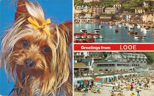 uk28271 greetings from looe  uk dog