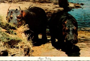 Hippopotamus Feeding Lion Country Safari California