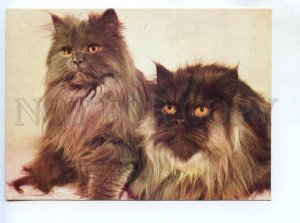 284815 Poland CATS old photo postcard