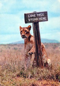 VINTAGE CONTINENTAL SIZE POSTCARD LIONESS AT LONE TREE SIGNBOARD TANZANIA