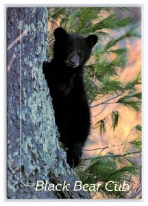 Black Bear Cub Postcard Continental View Card