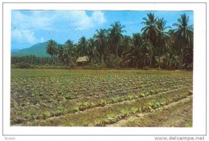 Market Garden, Penang,  Malaysia, 40-60s