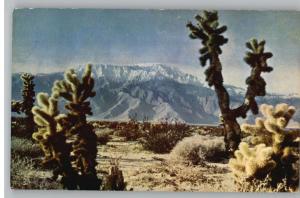 Postcard-Myriad Forms of Cactus..Desert Sands..CA?