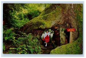 Vintage Trees Of Mystery Klamath Natures Under Pass Postcard P7E